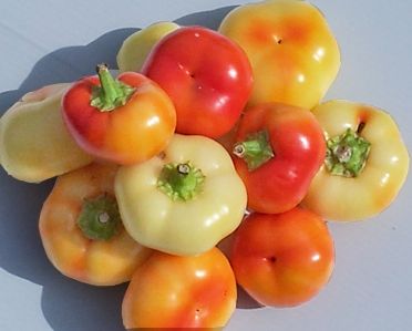 Bio alma alakú Paprika- színes csípős -50 dkg