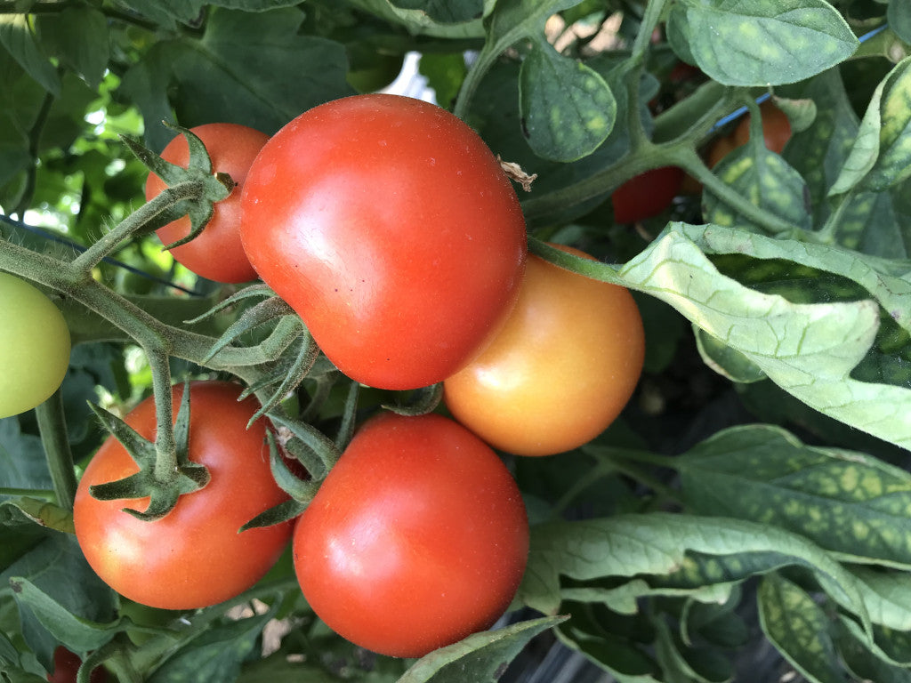 Bio Fürtös Paradicsom -50 dkg