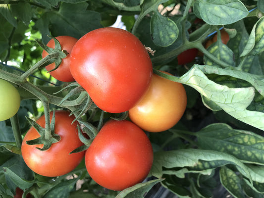 Bio Fürtös Paradicsom -50 dkg