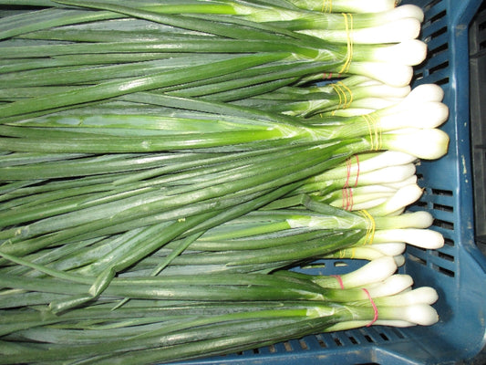 BIO Újhagyma -fehér