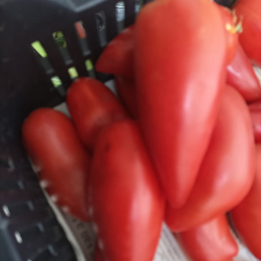 Paradicsom -Paprika alakú -1 kg