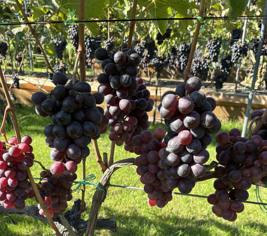 Rózsaszínű csemegeszőlő